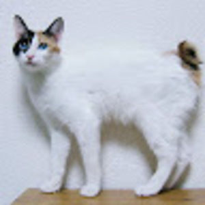 Meet your Posher, Brook